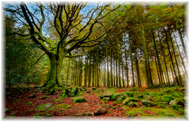 Bosques de Perú bajo protección